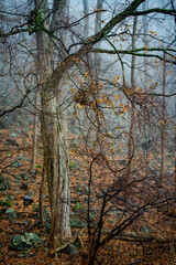 Moss growing on trees in the forest nature landscape photography