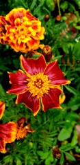 Bright blooming marigold against a background of greenery.