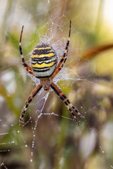 Wespenspinne (Argiope bruennichii)