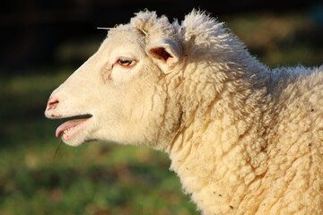 Obraz premium Tête de mouton 