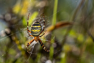 Wespenspinne (Argiope bruennichii)