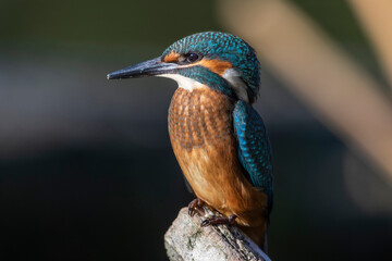 Eisvogel (Alcedo atthis) Jungvogel