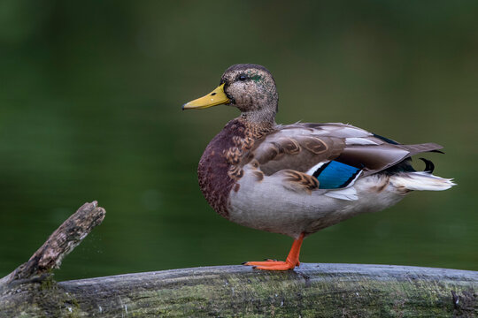 Stockente (Anas platyrhynchos) Erpel im Schlichtgefieder
