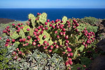 Großer Feigenkaktus mit vielen roten Früchten, aufgenommen mit Meerblick in der Natur von El Hierro, Kanarische Inseln