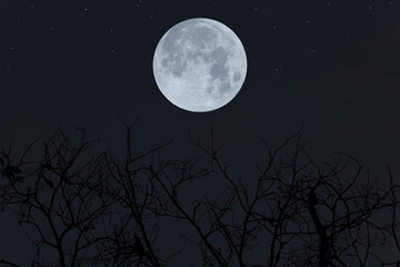 Fototapeta na wymiar Full moon on sky with silhouette tree branch in the dark night.