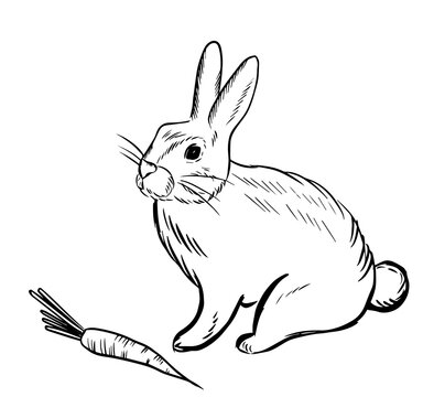 hare with carrots, doodle style sketch illustration hand drawn vector, hare vector sketch illustration