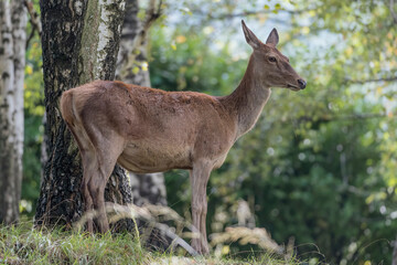 Naklejka na ściany i meble Red deer female in the woodland (Cervus elaphus)