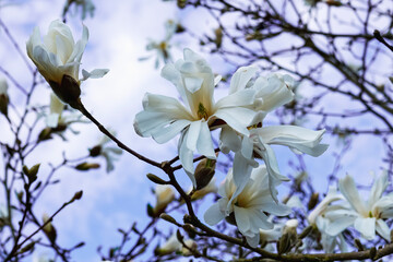 White magnolia flowers in early spring in the garden on bare branches