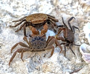 Three Crabs having a meeting on a rock. 
Brachyura.