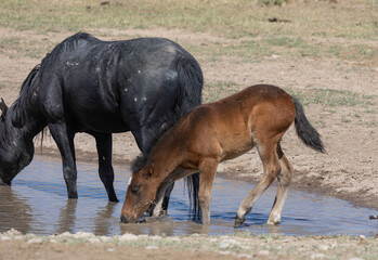 Fototapeta premium Wild Horse Mare and Her Cute Faol in the Utah Desert