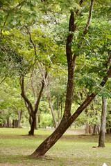 Leaves Tropical forest trees texture background wallpaper