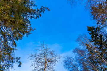 View of the blue autumn sky through the trees in the forest
