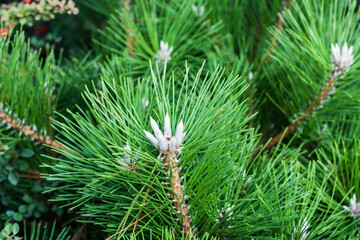 Spruce, green Christmas tree branch in the autumn park, New Year background with copy space for text.