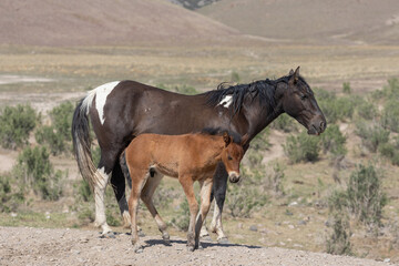 Obraz premium Wild Horse Mare and Her Cute Faol in the Utah Desert