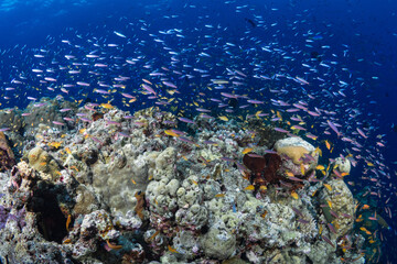 Fototapeta na wymiar Fish schooling above pristine coral reef 