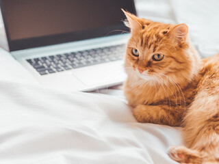 Cute ginger cat lying in bed with laptop. Fluffy pet with computer. Fuzzy domestic animal works remotely like human. Cozy home.