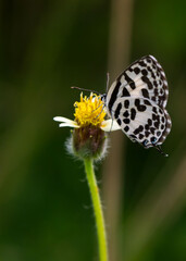 butterfly on a flower