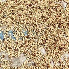 drying coffee beans