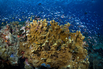 Fish schooling above pristine coral reef 