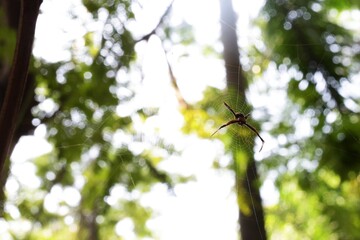 barn spider 