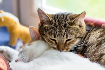 Cats sleeping in an embrace, pets
