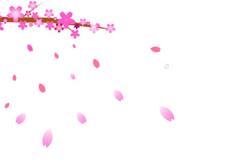 桜の木に咲く桜の花と舞い散る花びら	