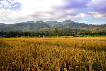 Golden Rice field on landscape mountain with cloud sky in chiangmai thailand.