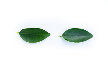 Kaffir lime leaves green leaf nature