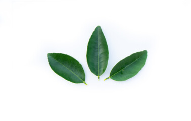 Fototapeta na wymiar Kaffir lime leaves green leaf nature