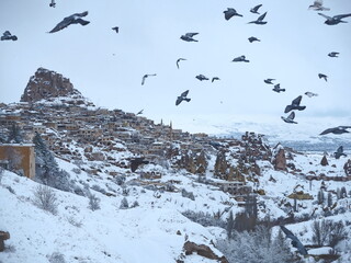 pigeons in a village of Kapadokia, Turkey