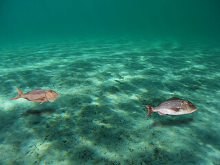 Fototapeta premium Pesci