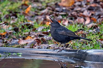 Amsel ( Turdus merula ) oder Schwarzdrossel.