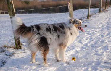 Ein Hund  im Schnee