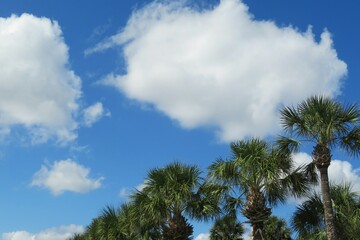 Palm trees on blue sky and clouds background in Florida nature 