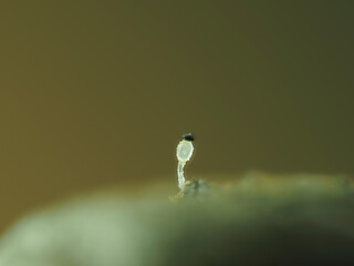 
Pillenwerfer (Pilobolus kleinii), der schnellste Pilz der Welt