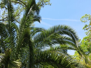 Fototapeta premium Palm tree branches on blue sky background in Florida nature 