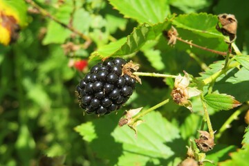 Blackberry in the garden in Florida nature, closeup