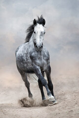 Fototapeta na wymiar Grey horse run free on desert dust