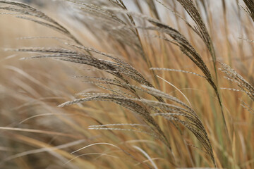 Fototapeta premium field of wheat