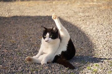 割と若いめの猫ちゃんです。よく舌を出して舐めてきます。人懐っこくてよく相手してくれます。グルーミング最中に一枚パシャリ。ありがとうございました。