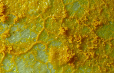 Plasmodium eines Schleimpilzes (Myxomyceten)  in der Eifel