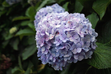 purple hydrangea flower