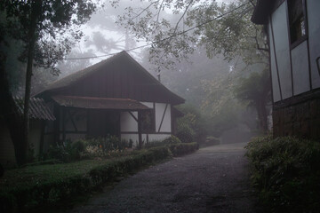 morning in the forest