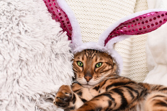 Adorable Green-eyed Spotted Bengal Cat With Rabbit Ears