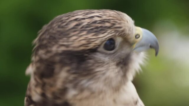 small falcon slow motion