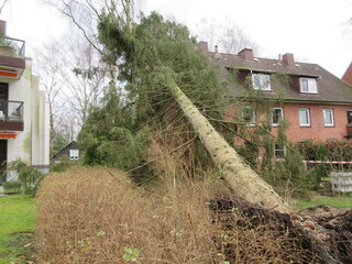 Umgest&uuml;rzter Baum 01