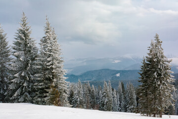 Snow-covered fir trees in the background of winter weather mountains.