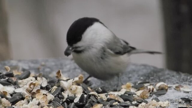 Coal tit or cole tit. Bird drags sunflower seeds from feeder. Small passerine bird in winter forest.
