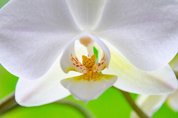 Fototapeta na wymiar Close up view of a white orchid flower, a delicate and fragile bloom with ornamental qualities.