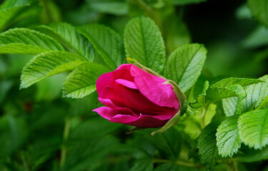 Rosehip blooms